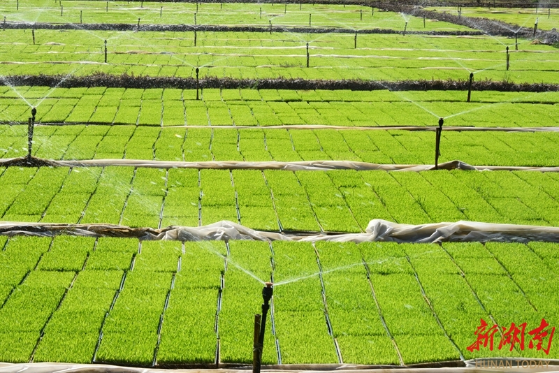 智慧灌溉助力水稻育秧节水增效