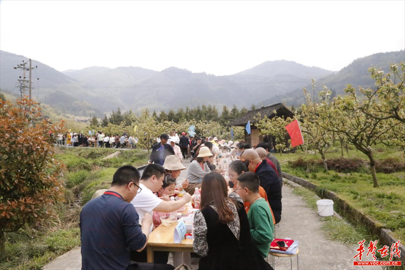 千亩梨花绽放洪江市大崇乡美丽经济带来好钱景