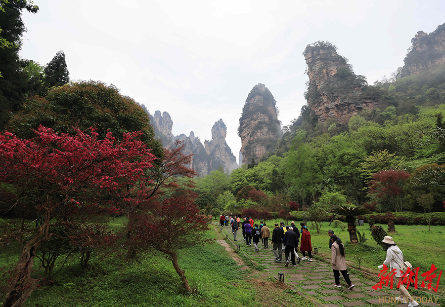 张家界国家森林公园迎来旅游旺季