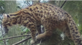湖南八大公山发现国家二级保护动物豹猫