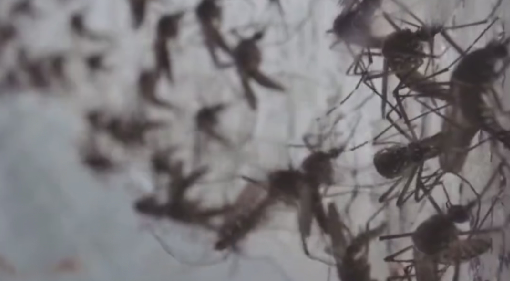 巴西建立“蚊子工厂” 每年生产约5亿只含特殊细菌蚊子