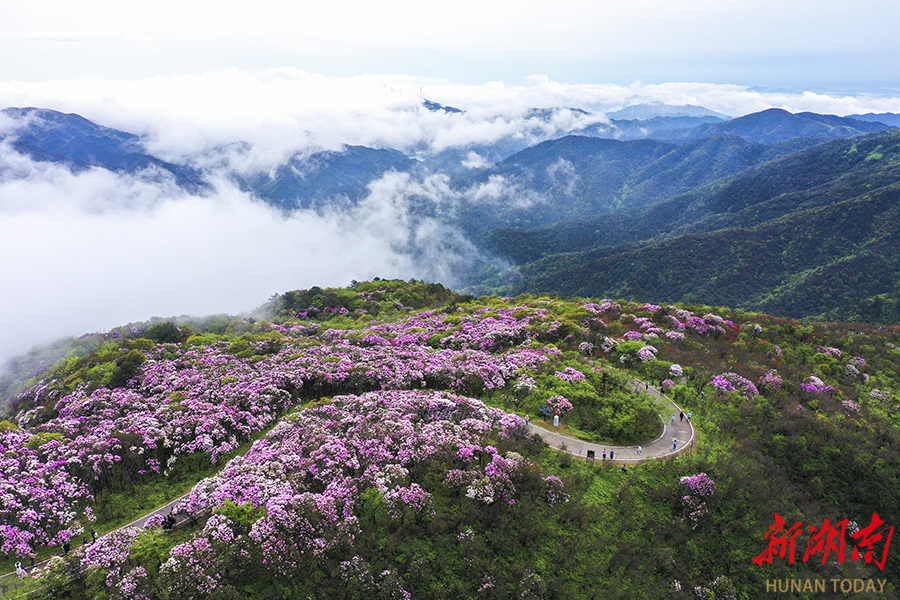 杜鹃花开迎客来