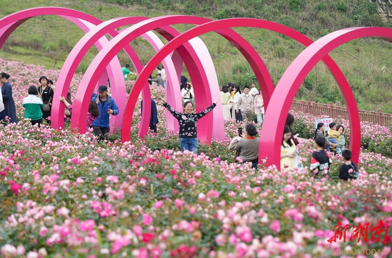 百年矿山变“花海”