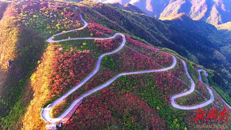 漫山红遍迎客来