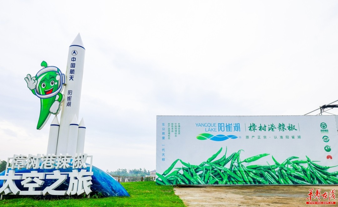 农业芯片硬核发力“亿元村” 樟树港辣椒“太空育种”科研成果发布