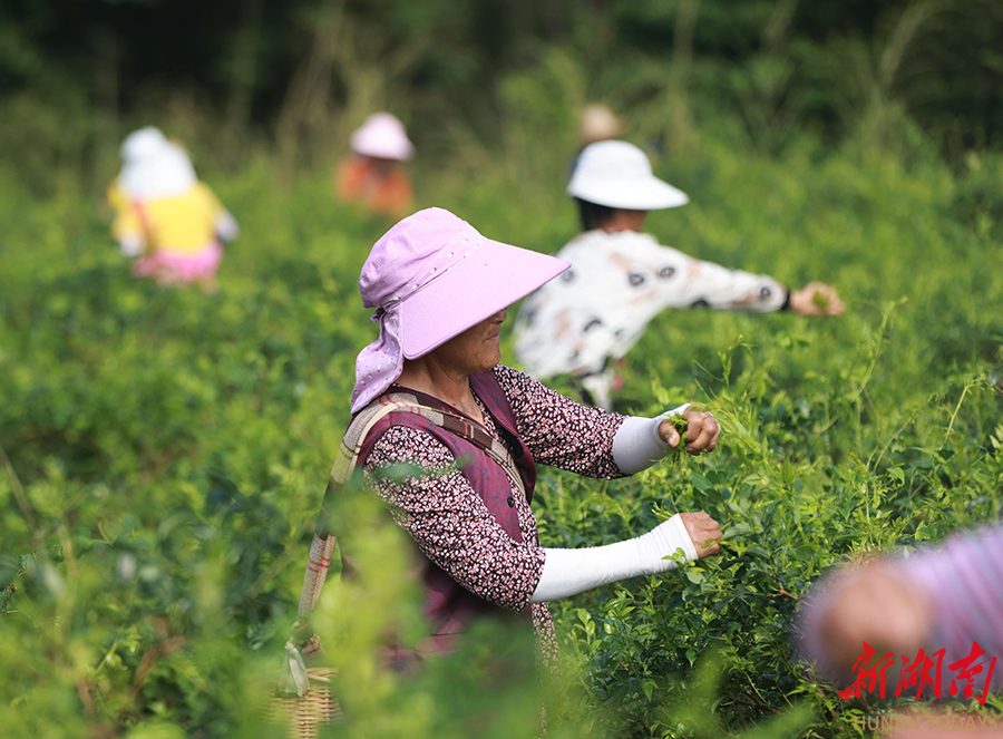 莓茶采摘忙