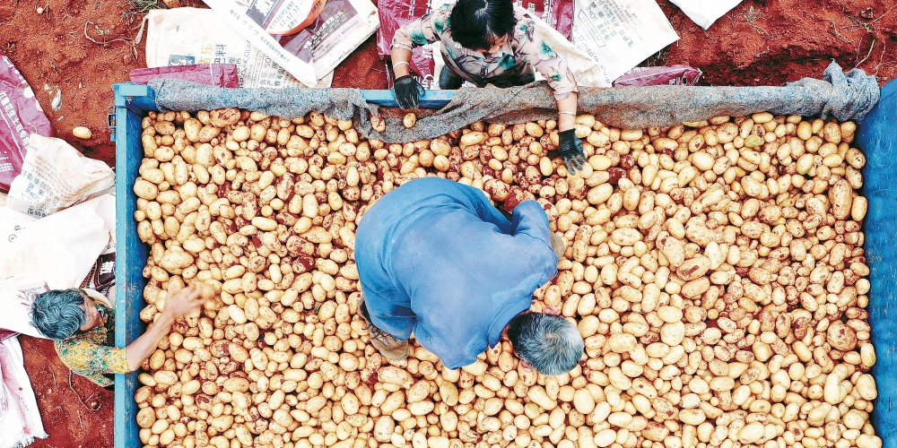 种植土豆 村民增收