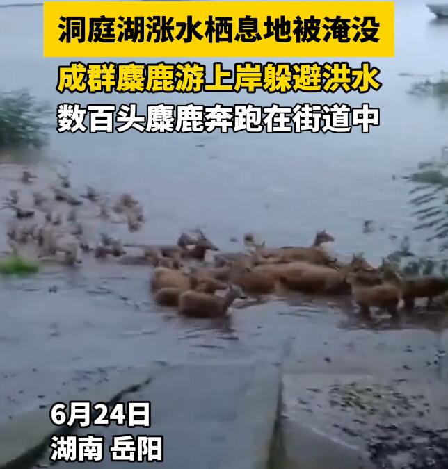 双语湖南|洪水来了，“迷路”小麋鹿被救助上岸