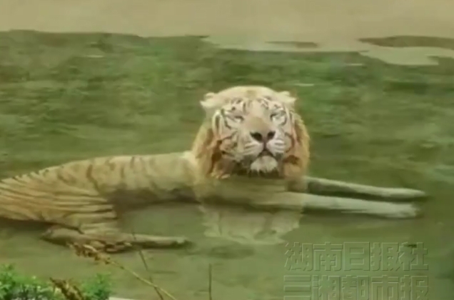 双语湖南|年轻人带火“zoo walk”，动物园成情绪治愈所