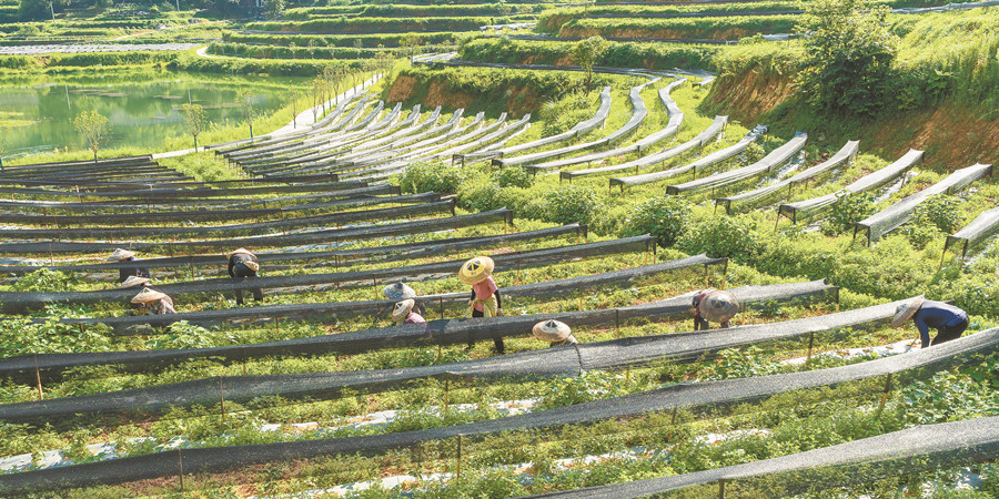 茶园夏管促增收