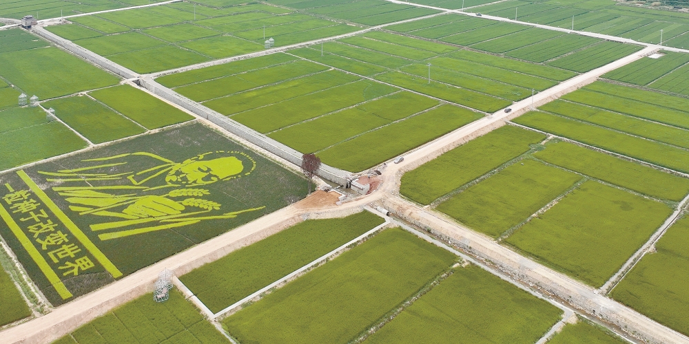 水稻基地禾苗壮