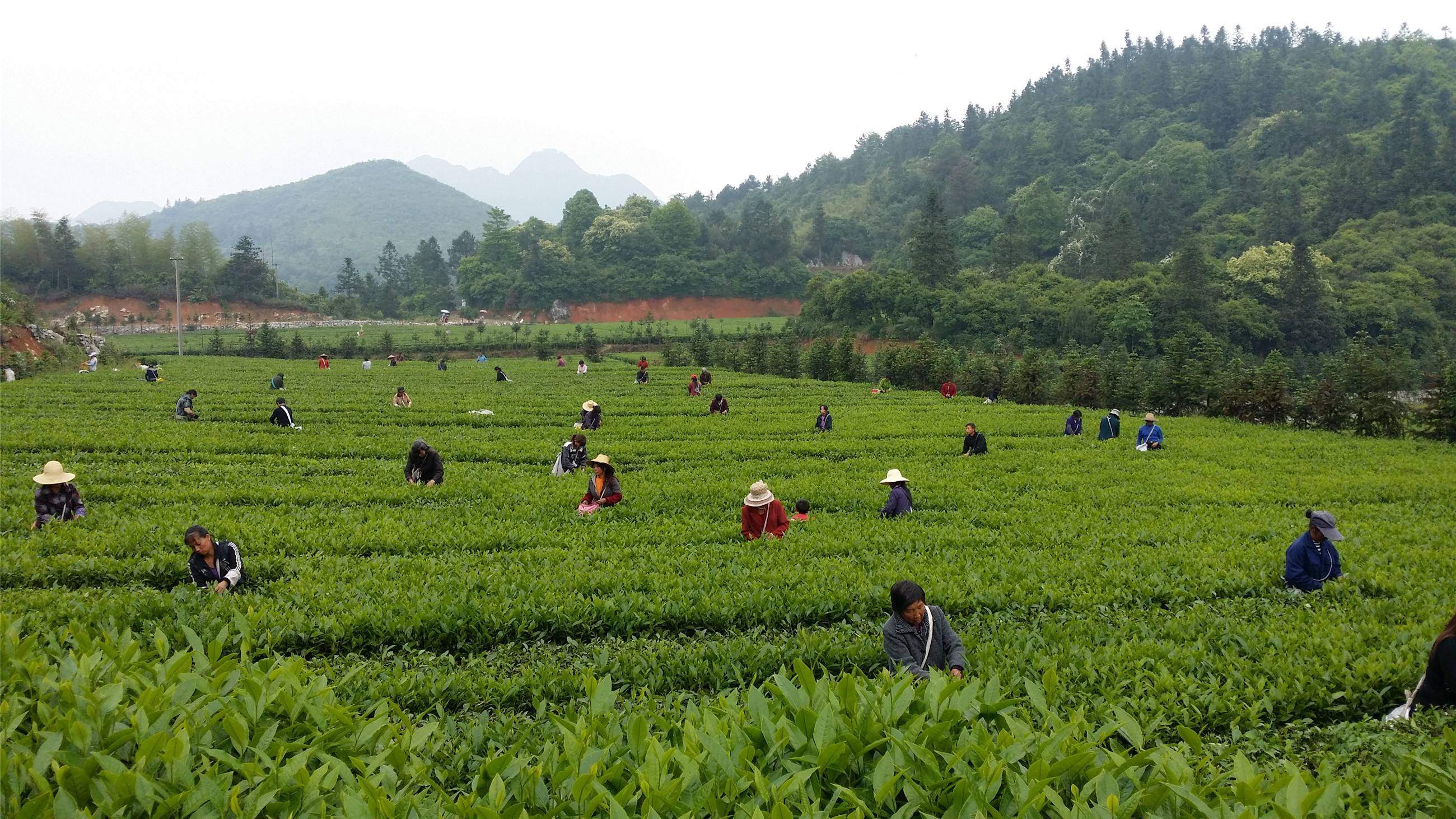 產業數字化，安化黑茶向“新”而行