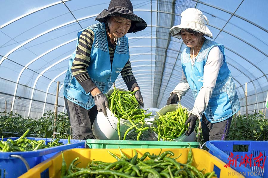 建好“菜园子” 托稳“菜篮子”