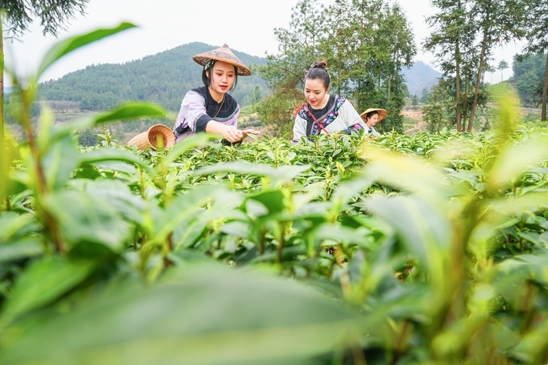春茶搶“鮮”開采