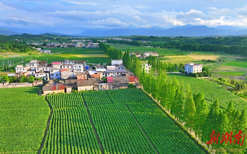 夏日乡村 绿意盎然