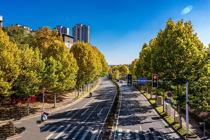 长沙最美的梧桐大道在这里