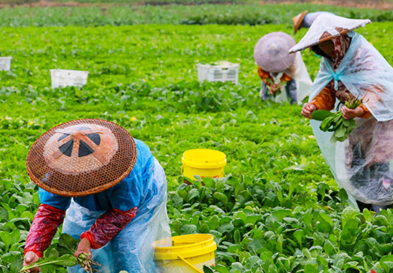 冬季蔬菜供应无忧