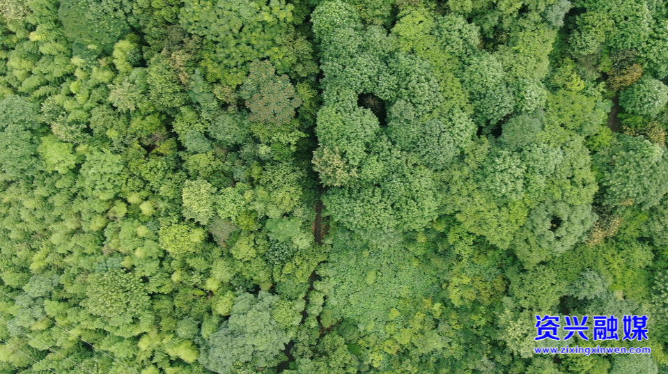 走基層·清夏 ▏湘南植物園：納涼賞景好去處