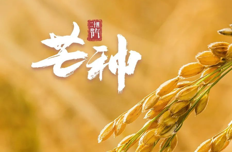 芒种！风吹麦浪，仲夏始