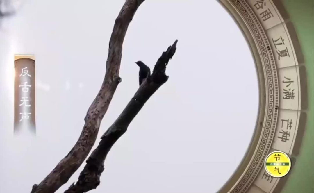 🌾芒种的“芒”指的是什么？
