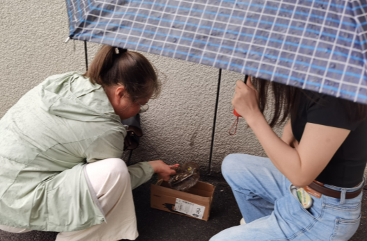石门宝峰街道：“萌禽”出没，及时救助猫头鹰幼崽