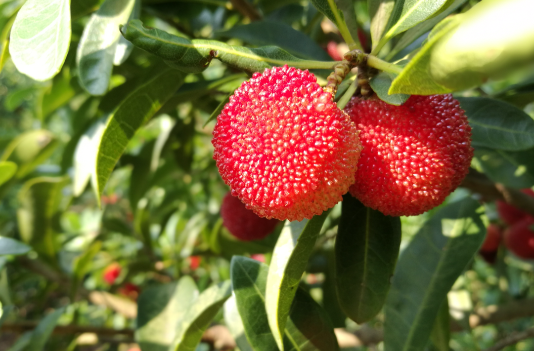 今日科普｜杨梅的幼虫竟是干净、优质蛋白质？是真的吗？