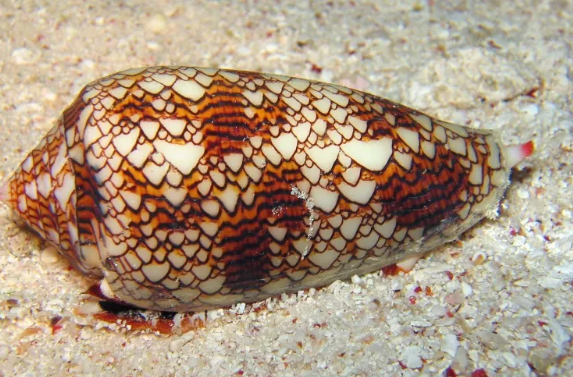 夏天在海边看到这些，赶紧跑！千万别用手摸