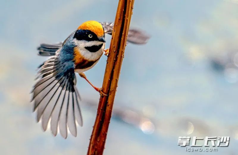 圭塘河畔有个“鸟的天堂”，这对夫妇两年拍下52种鸟类