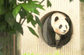 “福”到！旅韩大熊猫“福宝”正式与公众见面