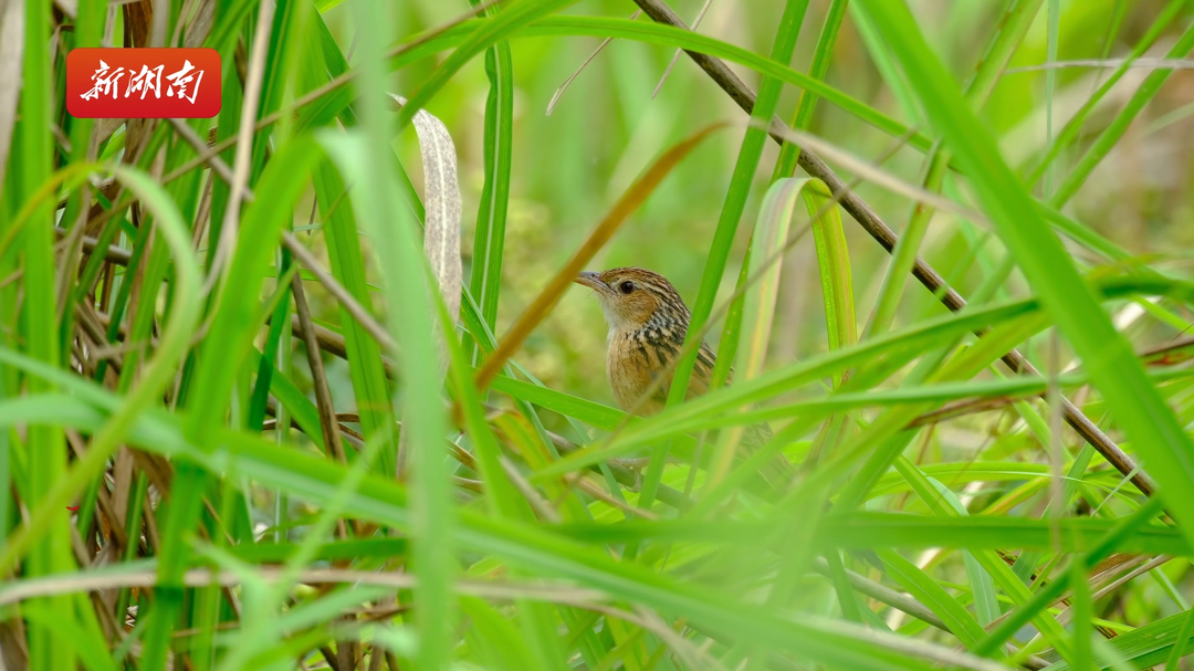 临武再现珍稀鸟类中华草鹛！“歌声”还很动听