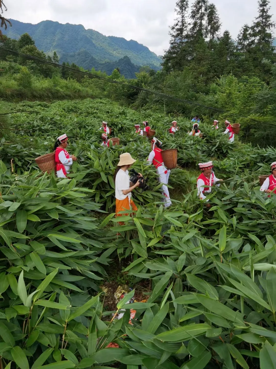 你吃的粽子，粽叶八成产自张家界！ - 张家界 - 新湖南