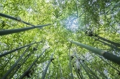 中南林业科技大学研一学生周再阳创业 以竹为膜，太阳能转化效能实现飞跃