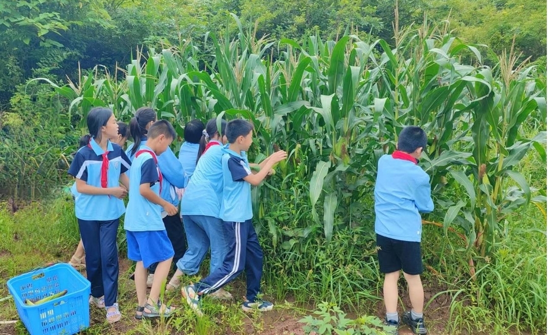 衡南县冠市小学开展玉米“丰收节”劳动实践活动
