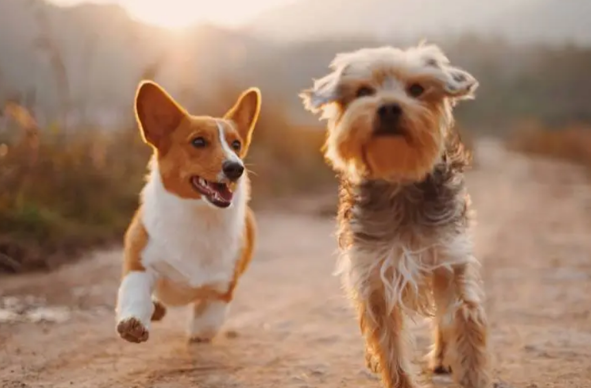 今年最火爆的网购商品榜出炉！吸猫撸狗捧红宠物经济