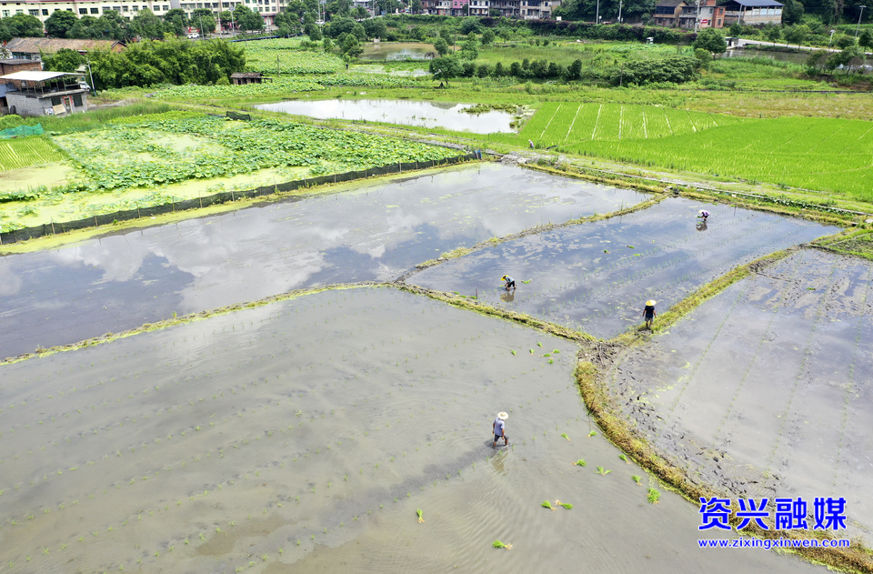 資興市唐洞街道星塘村：農(nóng)田水稻制種父本移栽如火如荼