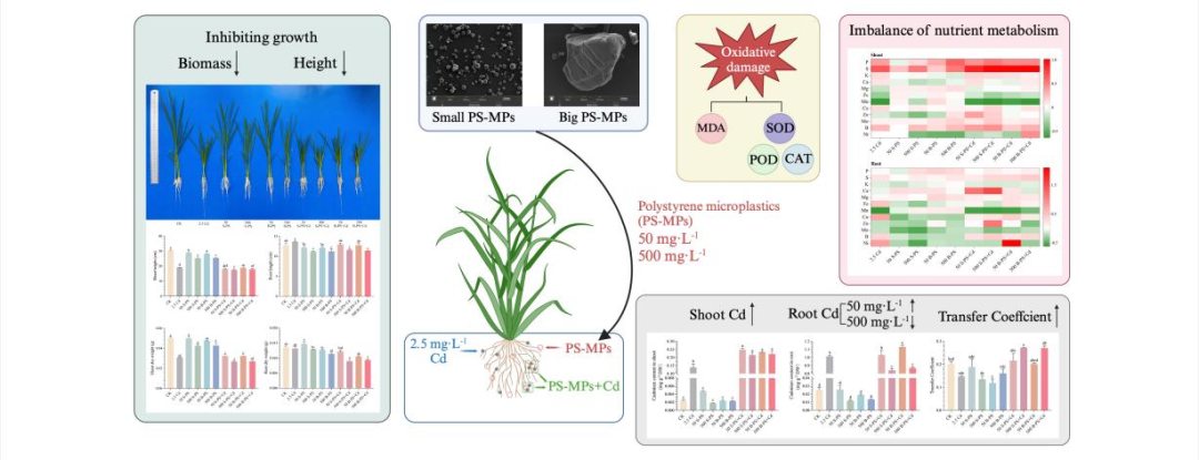 南华大学刘俊团队发现聚苯乙烯微塑料增强了镉对水稻幼苗的毒害作用