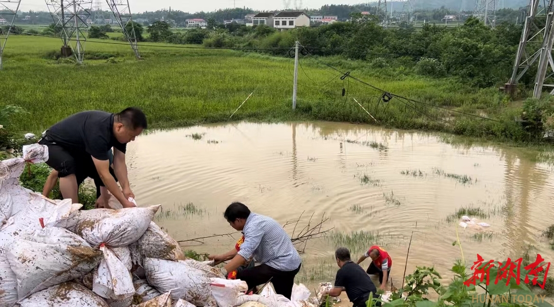 望城区桥驿镇禾丰村：新老党员齐努力，坚守一线战风雨