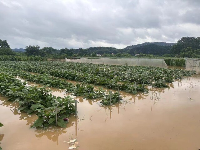 必博体育瓜果蔬菜受淹后怎么办？农业专家给答案！(图1)