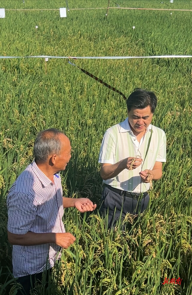 湖南专家给出水稻救灾补损技术意见