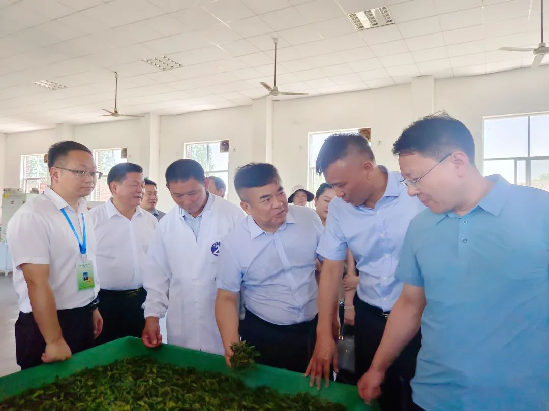 全省近百名考生参加湘西州黄金茶制作专项职业能力考核