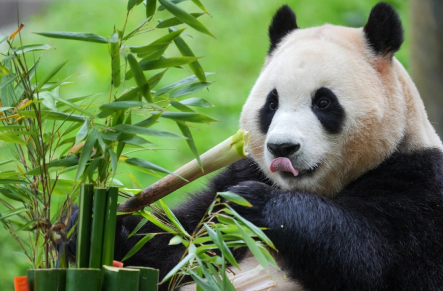 关爱大熊猫人士座谈会在北京四川两地举行