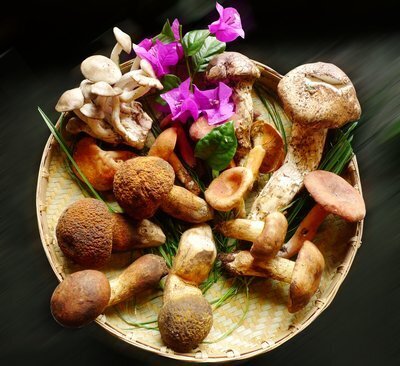 怎样吃菌子 才能避免中毒出现幻觉？