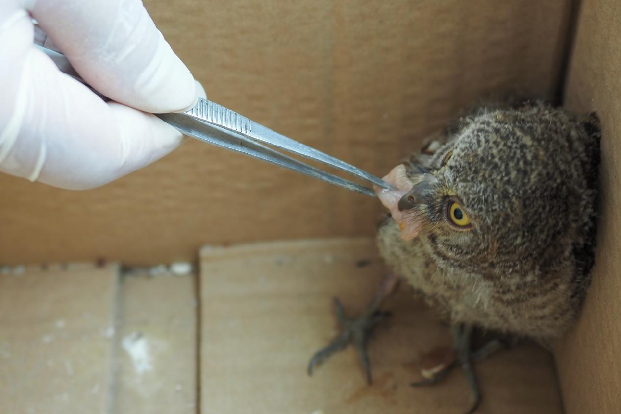 湖南南岳：國家二級保護野生動物斑頭鵂鹠幼鳥意外受傷獲救助