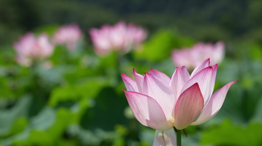 视频 | 中方县：夏日“荷”风起，浪漫如约而至