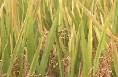 [全面深化改革 中国式现代化万千气象]湖南宁乡 “双抢”进行时 鱼米之“湘”铺展新画卷