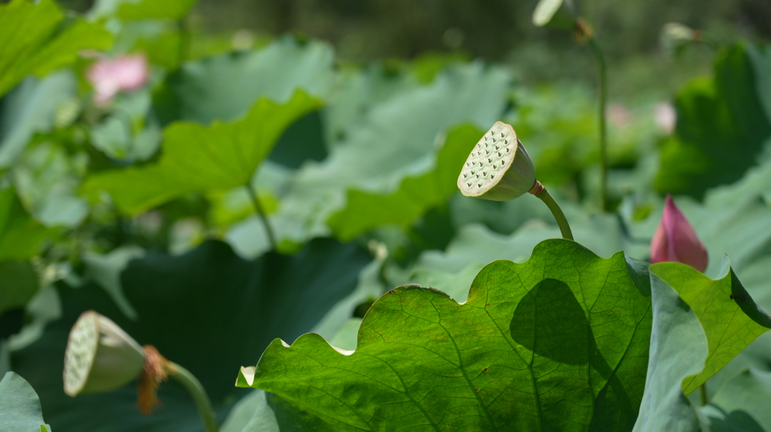 图集 | 中方县：夏日“荷”风起，浪漫如约而至