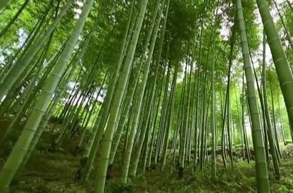 竹产业工业产值占全县工业经济的80%，为全县居民年人均增收1.43万元—— 绥宁南竹下山、进城、出海