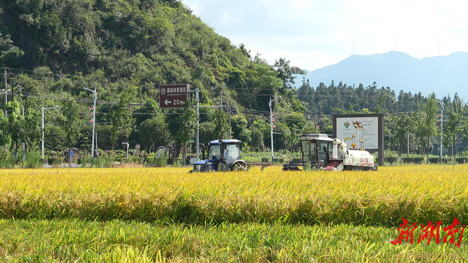 道县：冬春蔬菜夏秋粮 蔬菜基地忙“双抢”