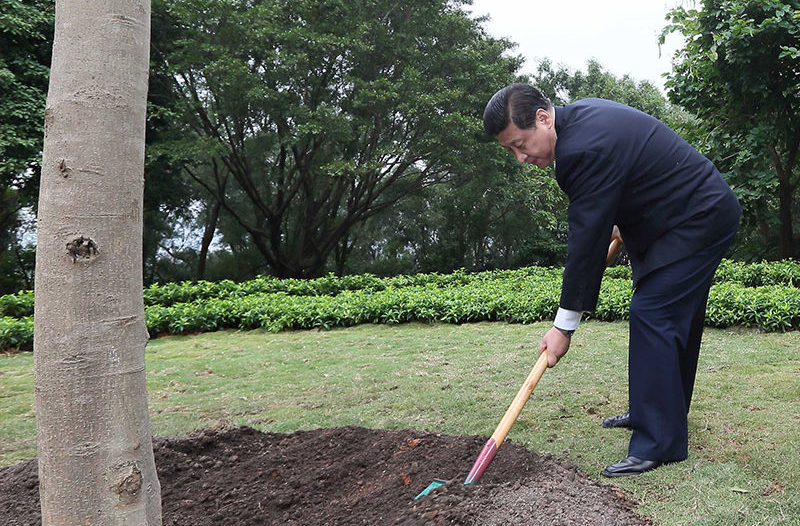 改革近鏡頭丨高山榕下，春天的故事譜新篇