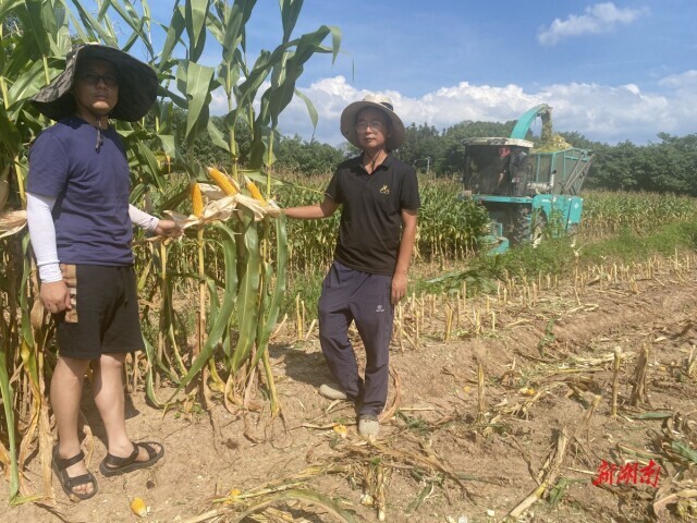湖南省农科院旱粮专家开展汛后大豆玉米生产技术服务
